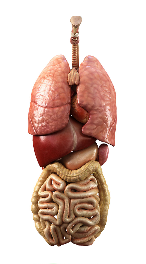 internal organs