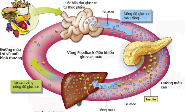 Insulin-Glucagon