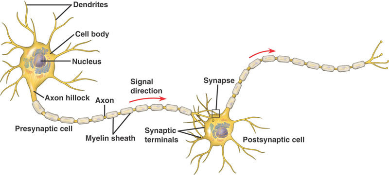 cau-truc-neuron